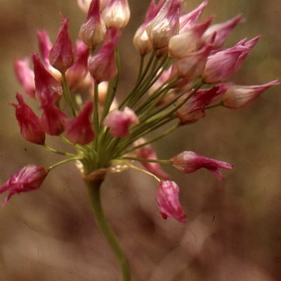 Allium rotundum — flower