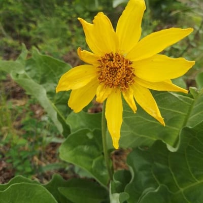 Balsamorhiza sagittata — flower