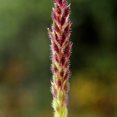 Tragus racemosus — flower