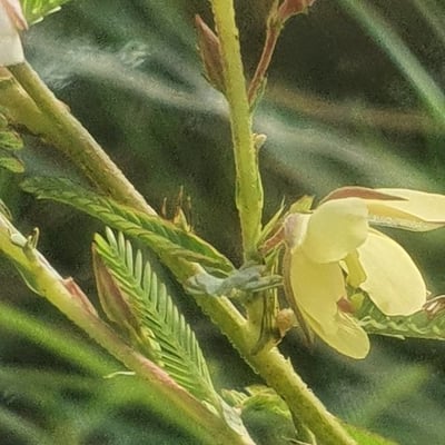 Chamaecrista mimosoides — flower