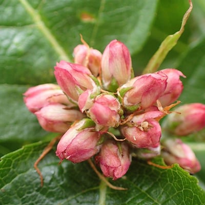 Chamaemespilus alpina — flower