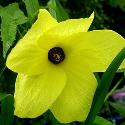 Abelmoschus moschatus — flower