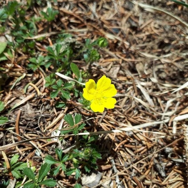 Potentilla neumanniana — flower