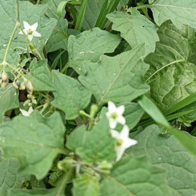 Solanum nigrescens — flower