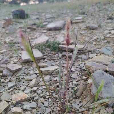 Trisetum spicatum — flower