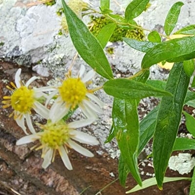 Doellingeria umbellata — flower