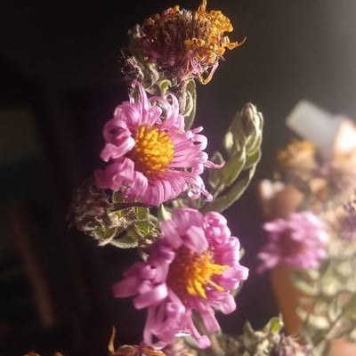 Corethrogyne filaginifolia — flower