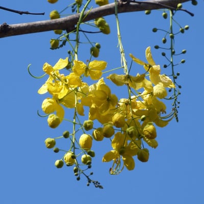 Cassia fistula — flower