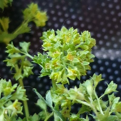 Alchemilla fissa — flower
