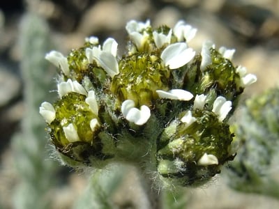 Dwarf alpine yarrow