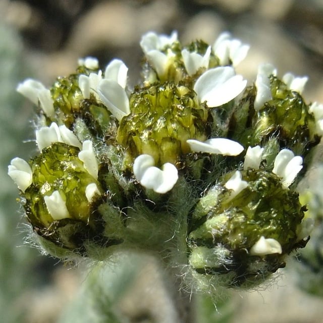Dwarf alpine yarrow