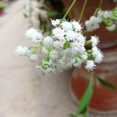 Ageratina altissima — flower