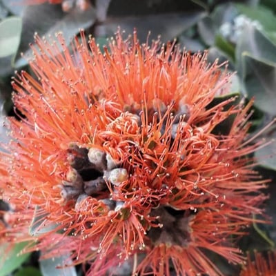 Metrosideros excelsa — flower