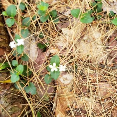Mitchella repens — flower