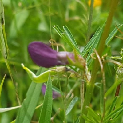 Vicia peregrina — flower
