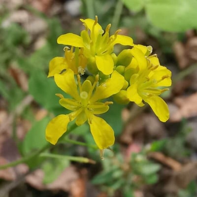 Rorippa sylvestris — flower
