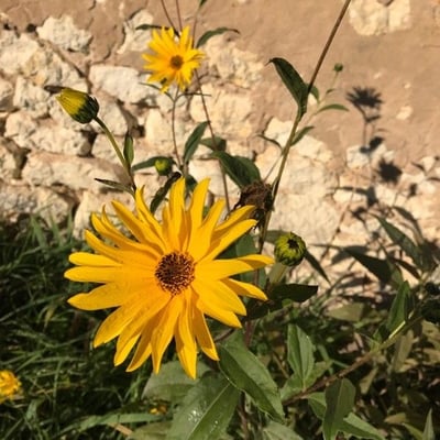 Helianthus maximiliani — flower