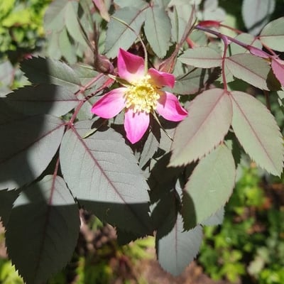 Rosa glauca — flower
