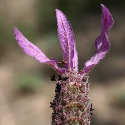 Lavandula pedunculata — flower