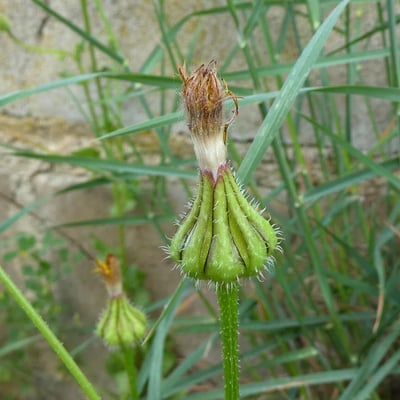 Urospermum picroides — flower