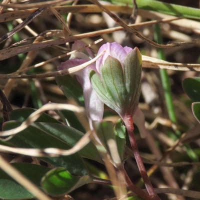 Corydalis pumila — flower