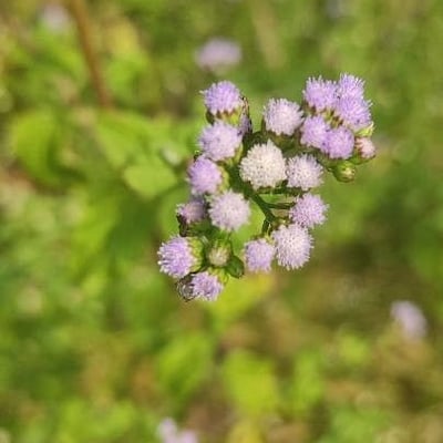 Ageratum conyzoides — flower