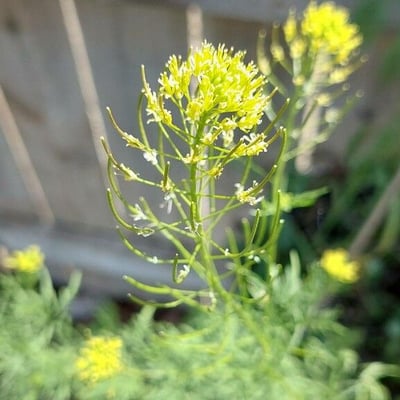 Descurainia sophia — flower