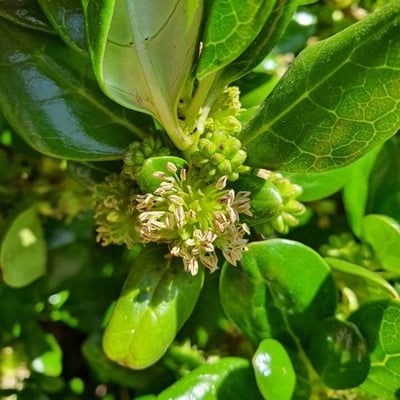 Coprosma repens — flower