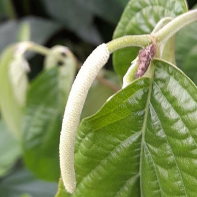 Piper amalago — flower