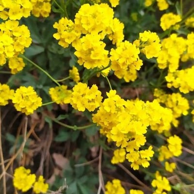 Aurinia saxatilis — flower
