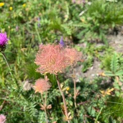 Geum montanum — flower