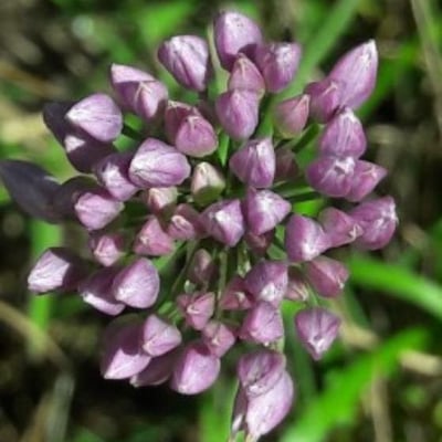 Allium angulosum — flower