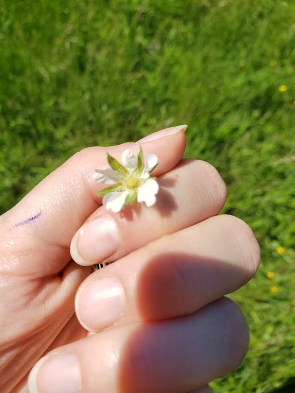 White cinquefoil