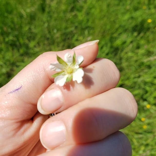 Potentilla alba — flower