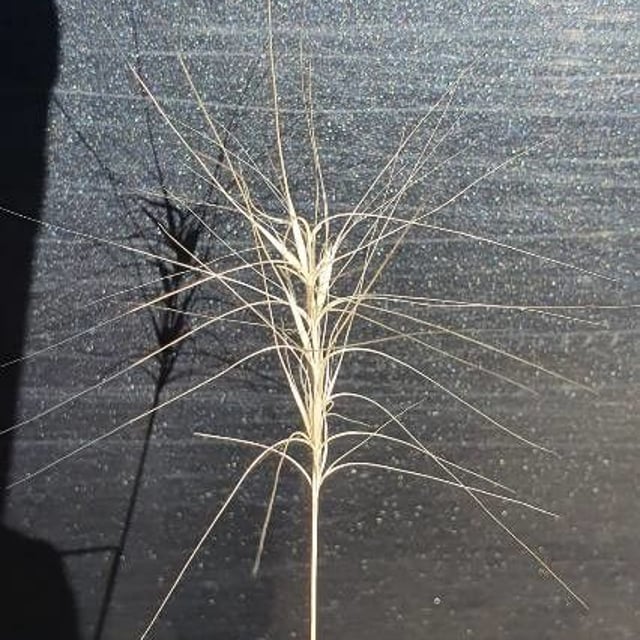 Elymus elymoides — flower
