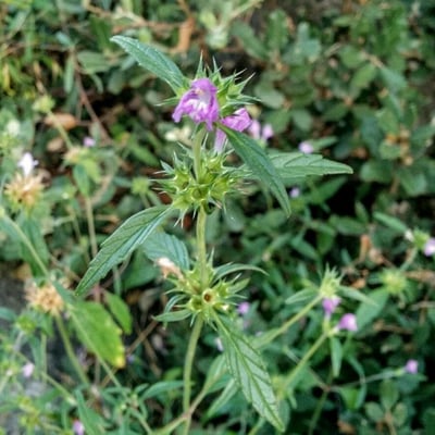 Galeopsis ladanum — flower