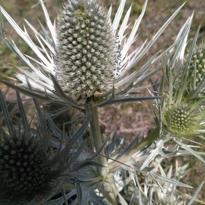 Eryngium spinalba — flower