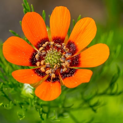 Adonis aestivalis — flower