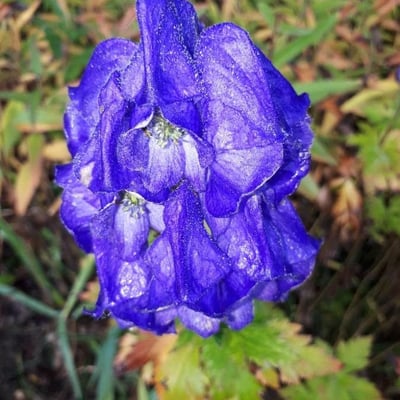 Aconitum napellus — flower