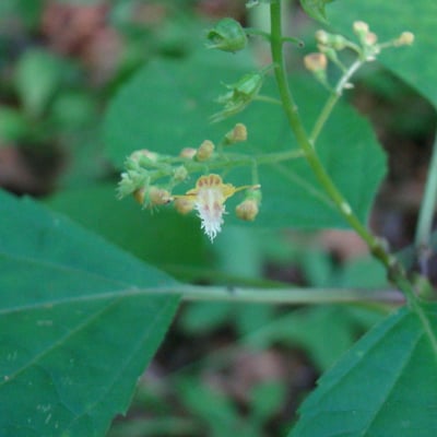 Collinsonia canadensis — flower