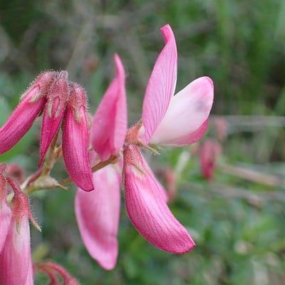 Ononis fruticosa — flower