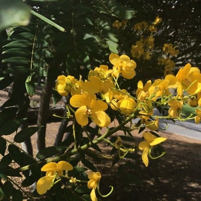 Senna spectabilis — flower