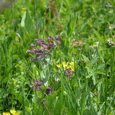 Bupleurum longifolium — flower