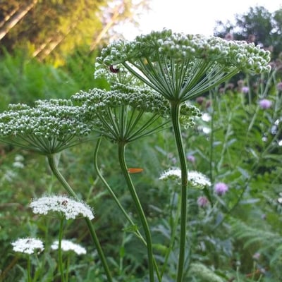 Selinum carvifolia — flower