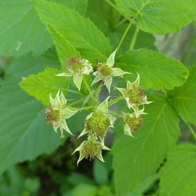Rubus occidentalis — flower