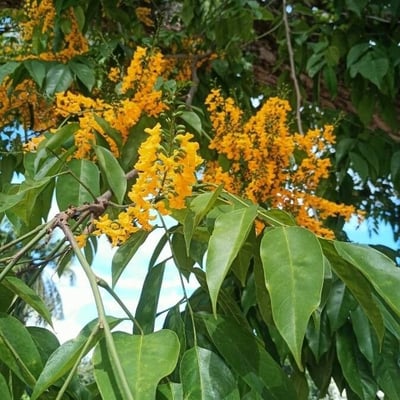 Pterocarpus indicus — flower
