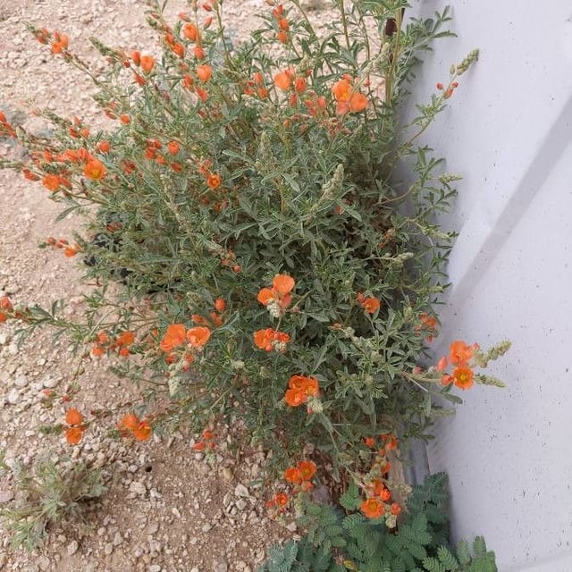 Sphaeralcea coccinea — flower