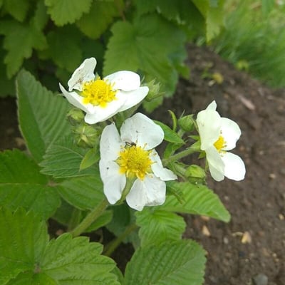 Fragaria moschata — flower