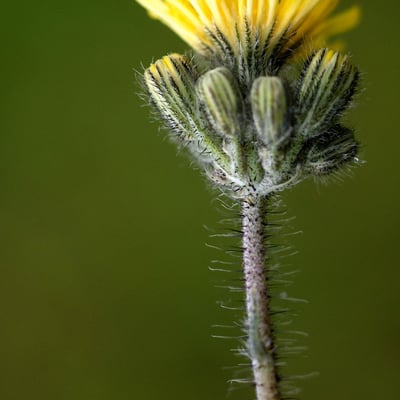 Pilosella caespitosa — flower
