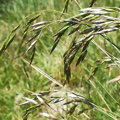 Festuca eskia — flower